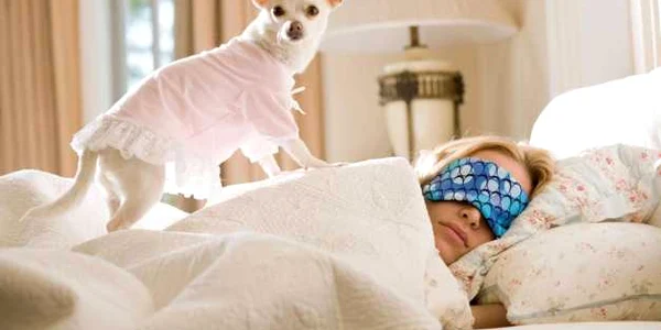 Cele mai mici rase de caini Chihuahua FOTO Shutterstock