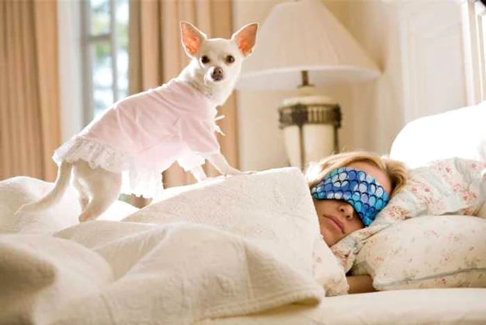 Câine de companie. FOTO Shutterstock