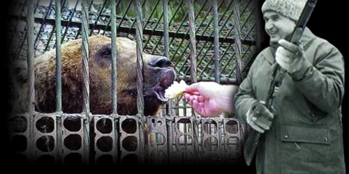 Ceauseşcu a pus ochii la Lache pentru că era cel mai mare urs din România. 