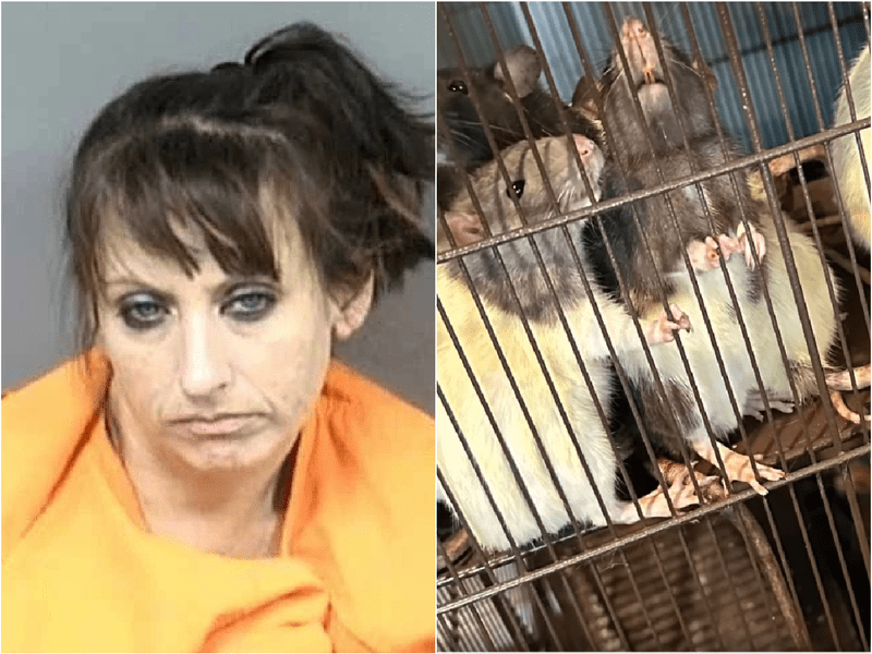 Copil crescut într-o casă cu 300 de șobolani și alte animale. S-a întâmplat în Florida VIDEO