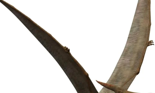 O fosilă de pterozaur clarifică criteriile de determinare a sexului acestor reptile zburătoare jpeg