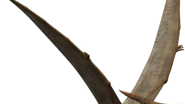 O fosilă de pterozaur clarifică criteriile de determinare a sexului acestor reptile zburătoare jpeg