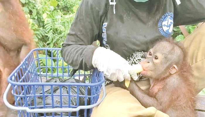 Li ne arată cum se  mănâncă bananele