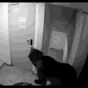 urs gif gif