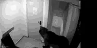 urs gif gif
