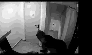 urs gif gif