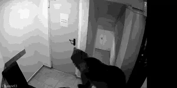 urs gif gif