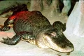 baza crocodilul hitlerist 0 jpeg