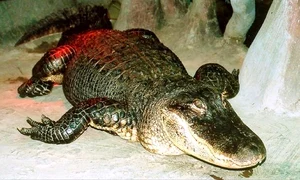 baza crocodilul hitlerist 0 jpeg