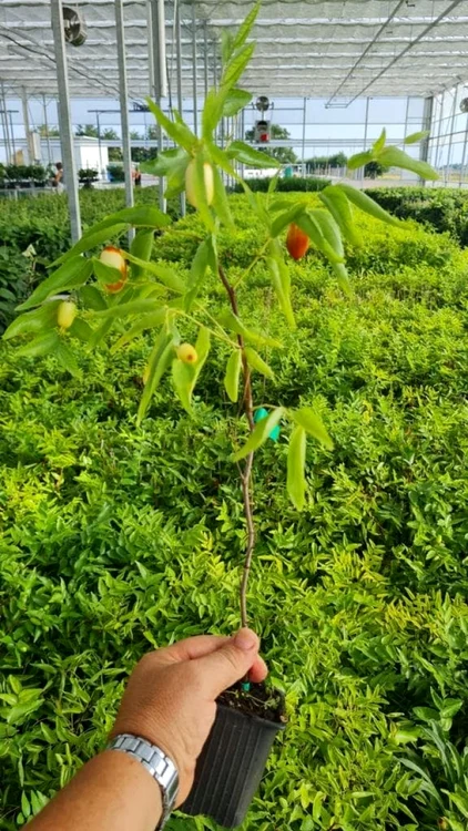 Plantă de curmal gata de
vânzare SURSA FOTO SCDCPN Dăbuleni