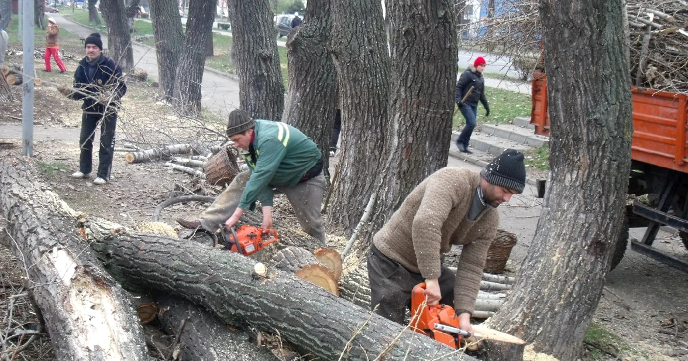 Drujbele au tăiat astăzi zeci de plopi