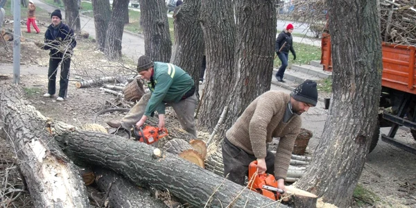 Drujbele au tăiat astăzi zeci de plopi