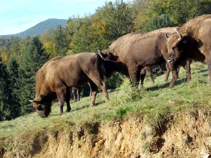 Zimbrii au fost aduși în Munții Țarcului, din Caraș-Severin, în urmă cu doi ani