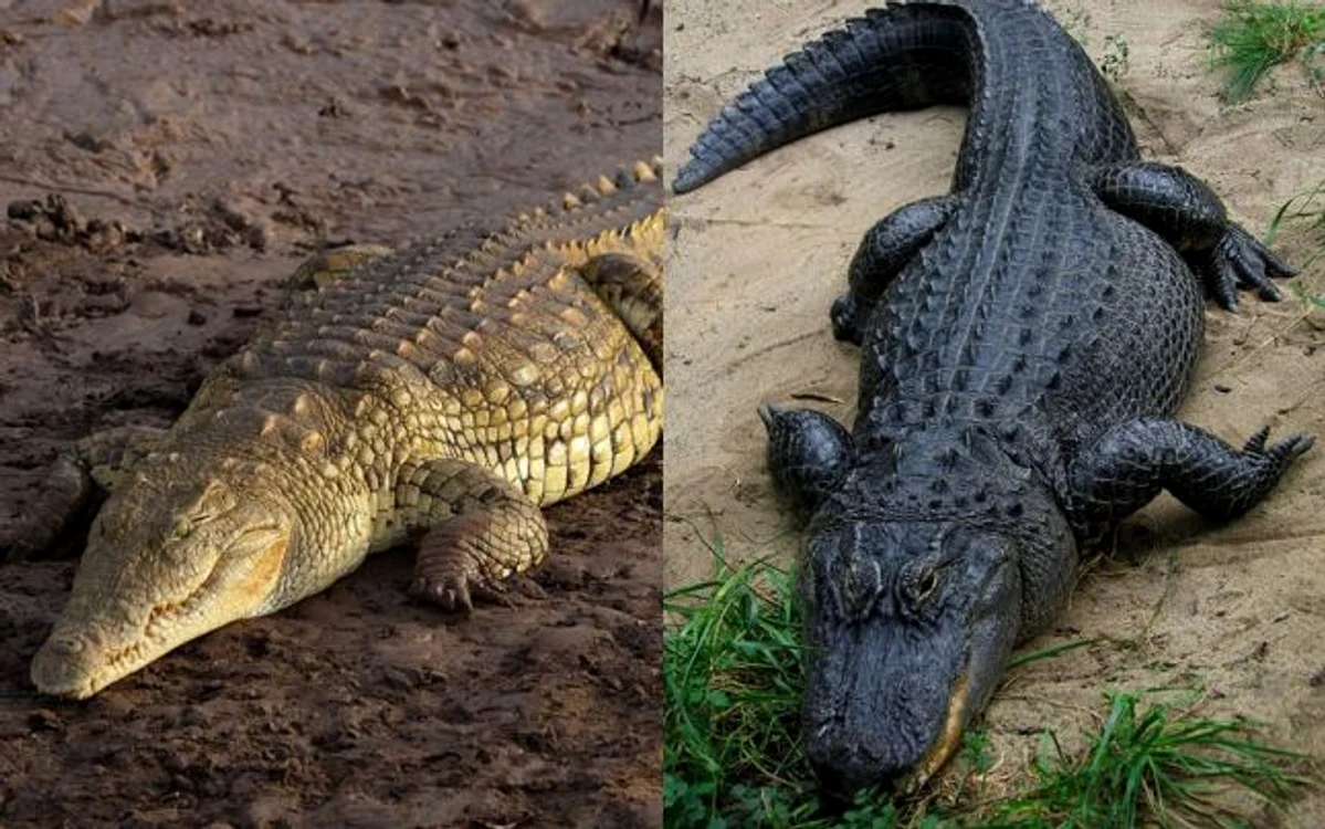 crocodilul si aligatorul