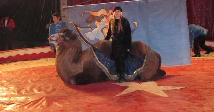 Cămilele, o adevărată atracţie pentru spectatori