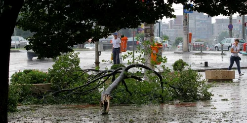 Un copac este cazut pe trotuar dupa o furtuna in Galati - 2012 - vremea - meteo FOTO Mediafax 