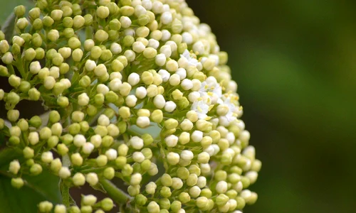 elderflower 7967886 1280 jpg