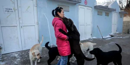 Caini china FOTO Getty Images 