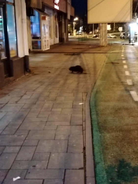 Castor surprins în trafic, în orașul Turda / FOTO: social media