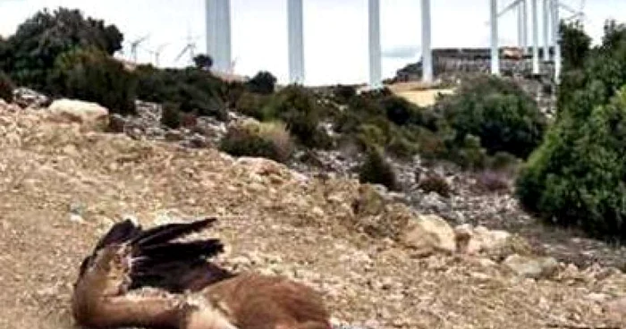 VIDEO ŞOCANT Vulturi ucişi de elicele turbinelor eoliene