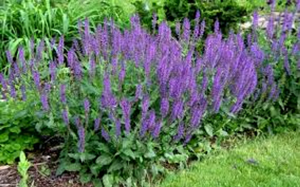 Salvia, una dintre cele mai eficiente plante pentru longevitate sănătoasă Sursa foto: Adevarul.ro