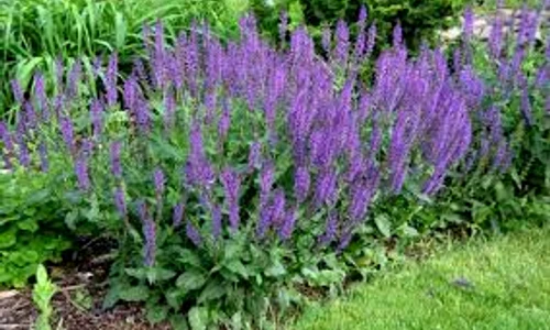 adevarul ro salvia index 0 jpeg