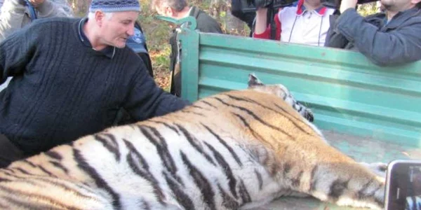 Tigrul evadat de la Grădina Zoologică Sibiu a fost împuşcat mortal