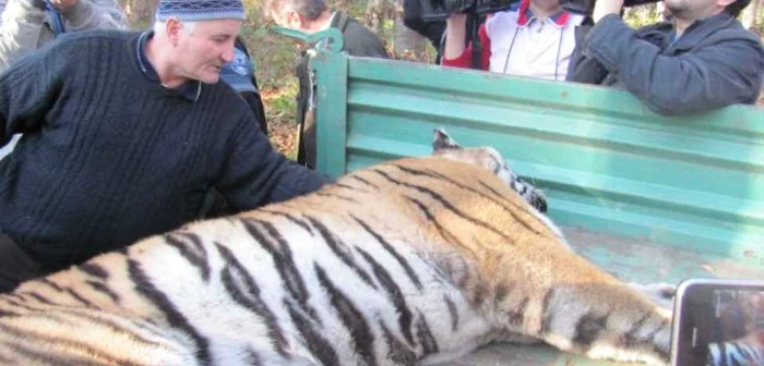 Tigrul evadat de la Grădina Zoologică Sibiu a fost împuşcat mortal