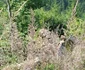 operatiune salvare muntii tiblesului 5