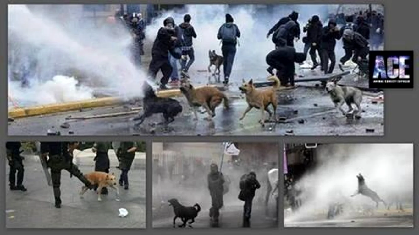 Câini brutalizaţi de poliţia din Turcia