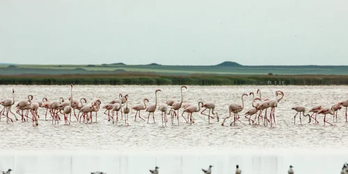 Flamingo in Dobrogea