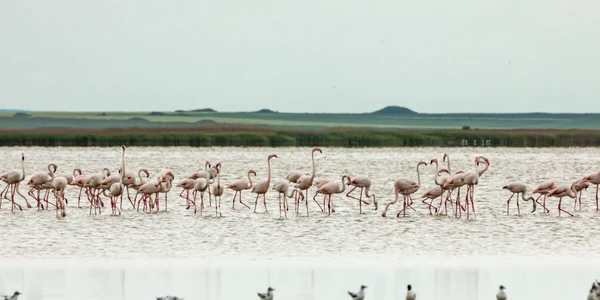 Flamingo in Dobrogea