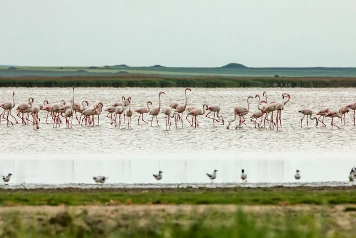 Flamingo în Dobrogea FOTO Adrian Bîlbă