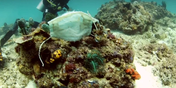 Masca unica folosinta pe reciful de corali Filipine FOTO Captura BBC