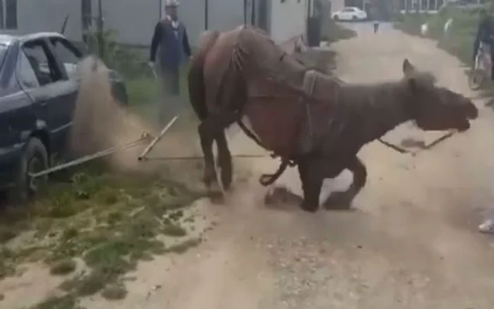 Mânza a fost forţată să tragă un vehicul până când a căzut în genunchi din cauza epuizării