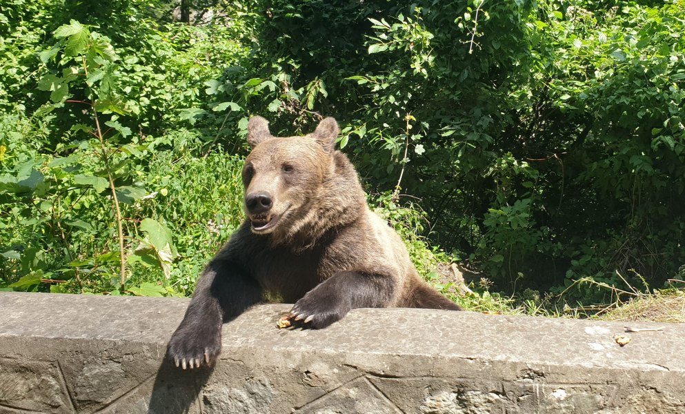 Urșii și lupii au produs cele mai multe pagube în România. Județul unde s-au înregistrat despăgubiri uriașe
