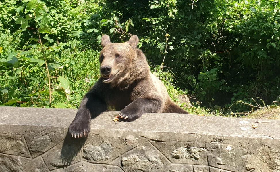 Urșii relocați din zona Sinaia în comuna gorjeană Polovragi nu sunt doriți Foto: Arhivă Adevărul