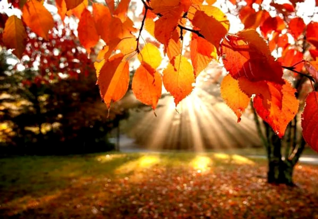 
    Horoscopul lunii septembrie  