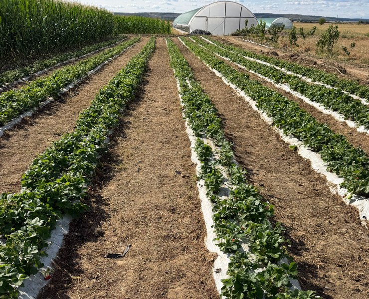 Timpul optim pentru plantat căpșuni. „Sfatul meu este să fie siguri de plantele pe care le achiziționează”