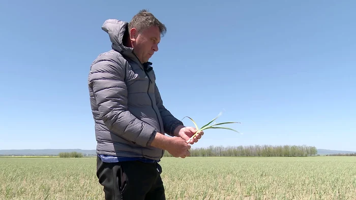 
    Benone Sinulescu,  zis nea Beni, un  artist îndrăgit   