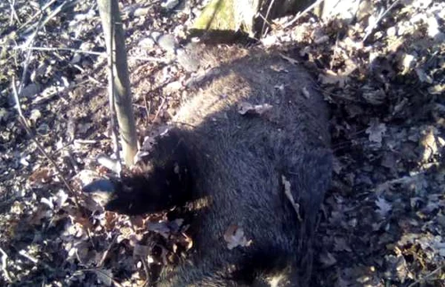 Mistreţi morţi în pădurile Ghina din Dobruşa pe fondul de vânătoare Ştefăneşti - Vâlcea din cauza virusului pestei porcine africane Foto FB AZI