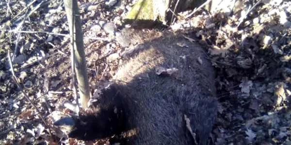 Mistreţi morţi în pădurile Ghina din Dobruşa pe fondul de vânătoare Ştefăneşti - Vâlcea din cauza virusului pestei porcine africane Foto FB AZI