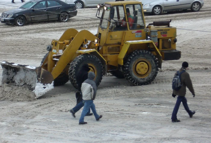 O Volă se luptă cu zăpada viscolită