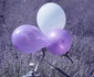Lavanda 8 jpg