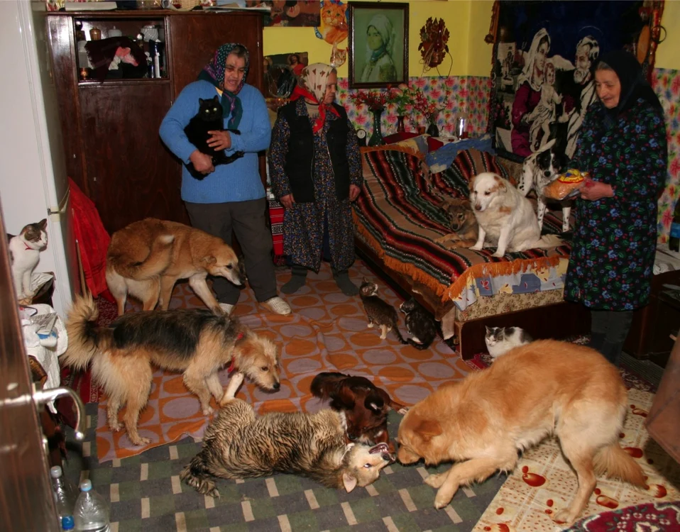 Hotărârea se referă doar la câini şi pisici şi exclude celelalte animale de companie. FOTO Adevărul