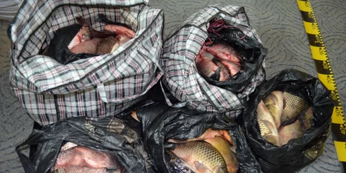 O parte din peştele confiscat FOTO IJPF Galaţi