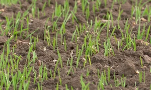 agricultura grau georgian calota (1) jpg