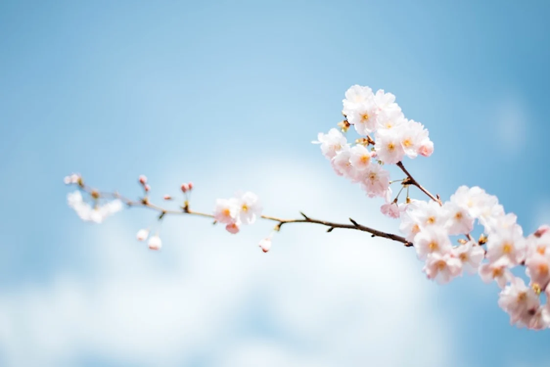 
    Sursa foto: unsplash.com  