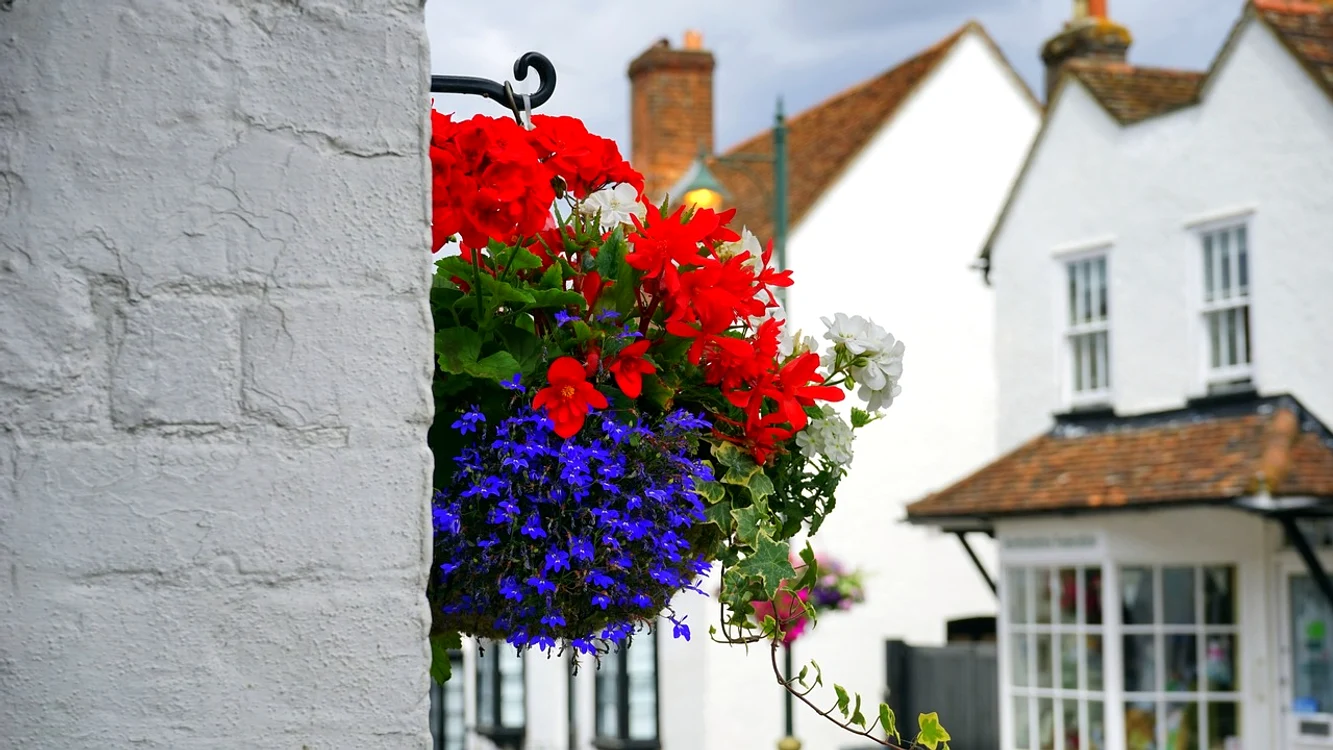Florile care aduc ghinion / foto: Pixabay