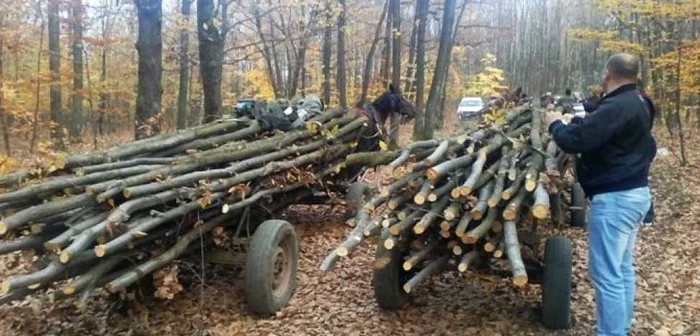 Arborii au fost preluaţi de reprezentanţii Ocolului Silvic. Potrivit jandarmilor, în zonă tăierile de arbori, mai ales în acesta perioada, s-au înmulţit